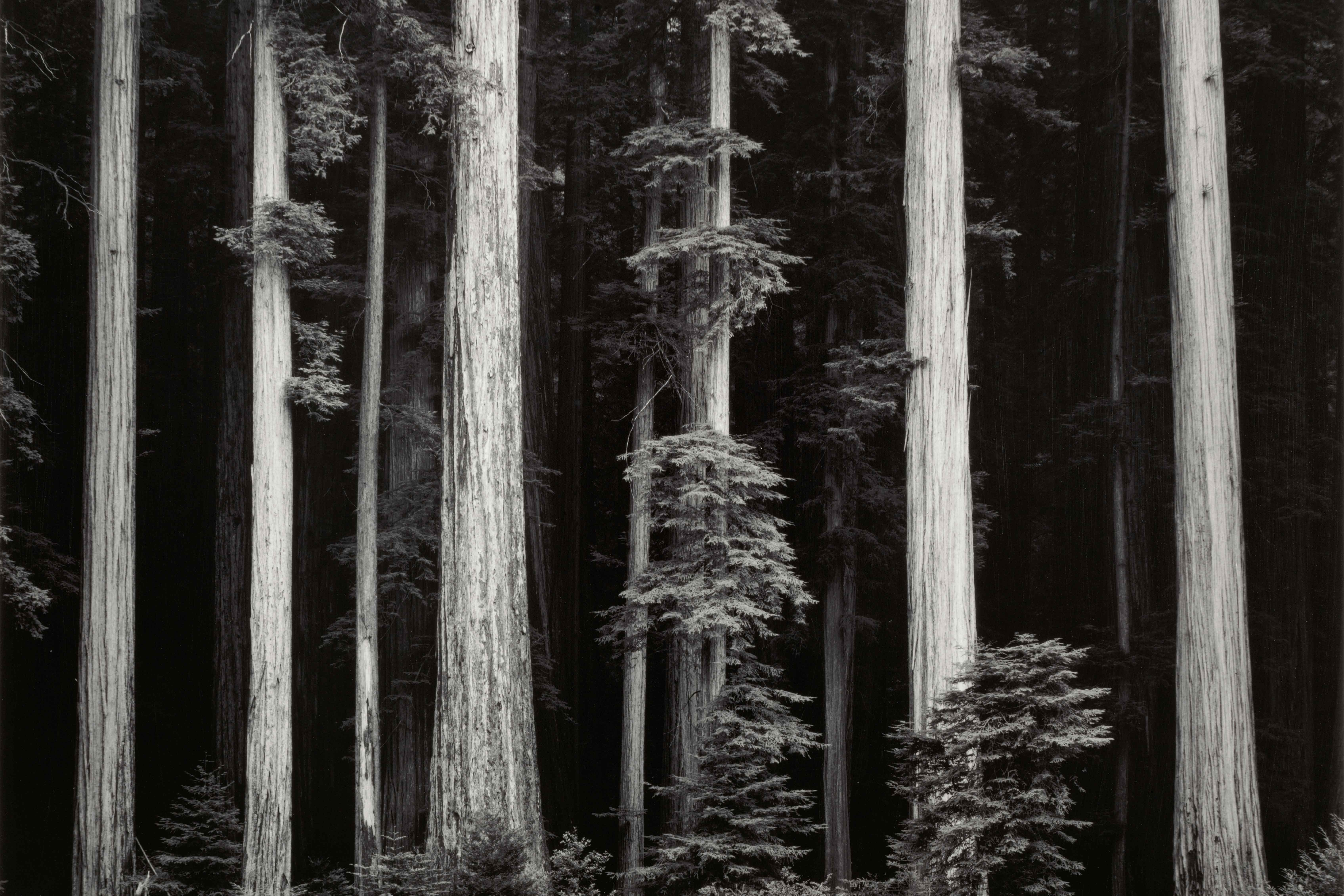 Ansel Adams (American, 1902–1984), Northern California Coast Redwoods, from Portfolio Four: What Majestic Word/In Memory of Russell Varian, detail, 1963, about 1960 negative, printed in 1963, gelatin silver print, 140/260. Bank of America Collection